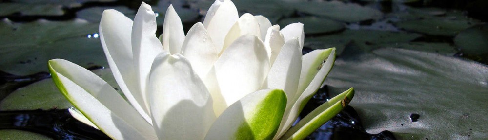 Symbolic Meaning of Lotus Flower
